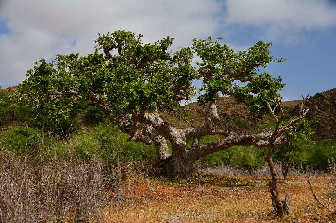 Kopp Tours | Kapverden Inseltour Maio