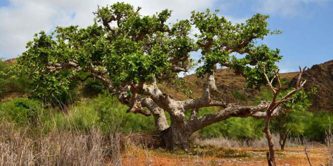 Kopp Tours | Kapverden - Insel Maio